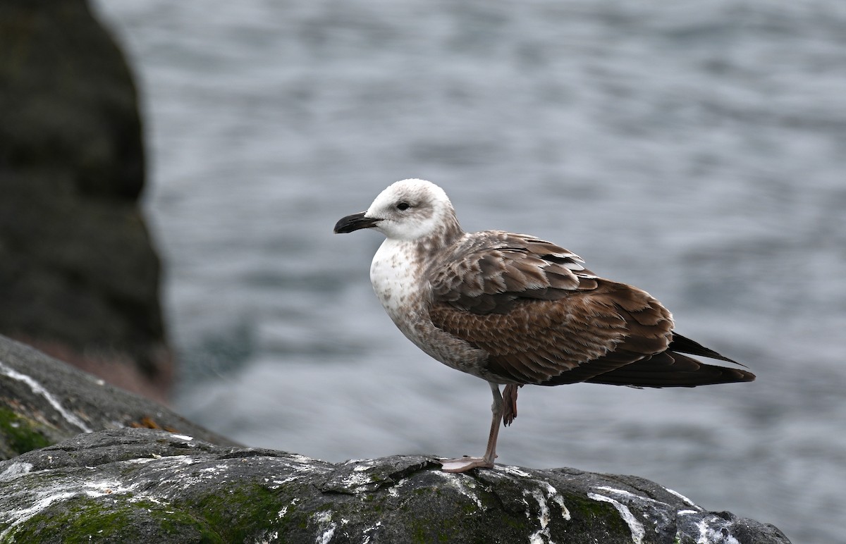 Kelp Gull - ML643047682