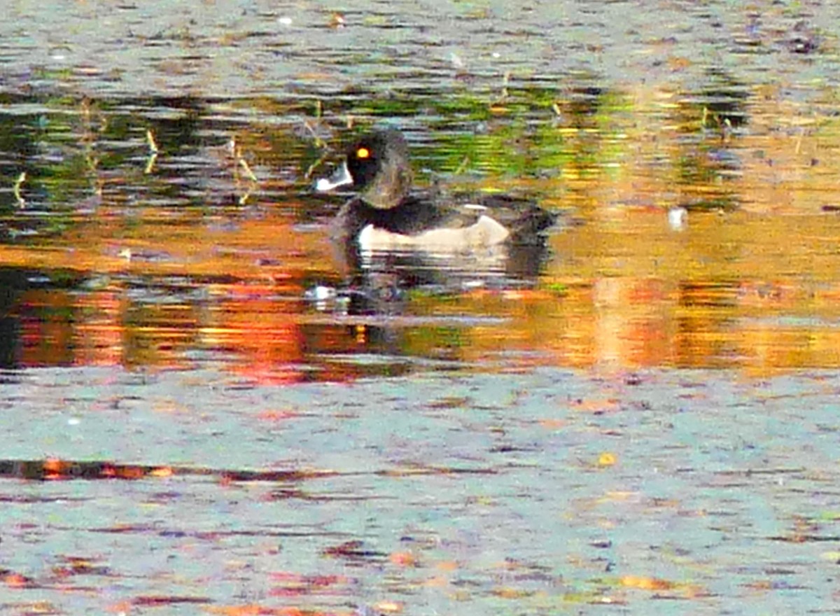 Ring-necked Duck - ML643047683