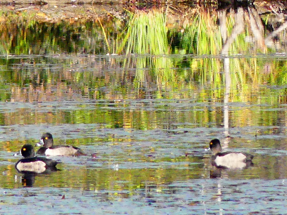 Ring-necked Duck - ML643047684