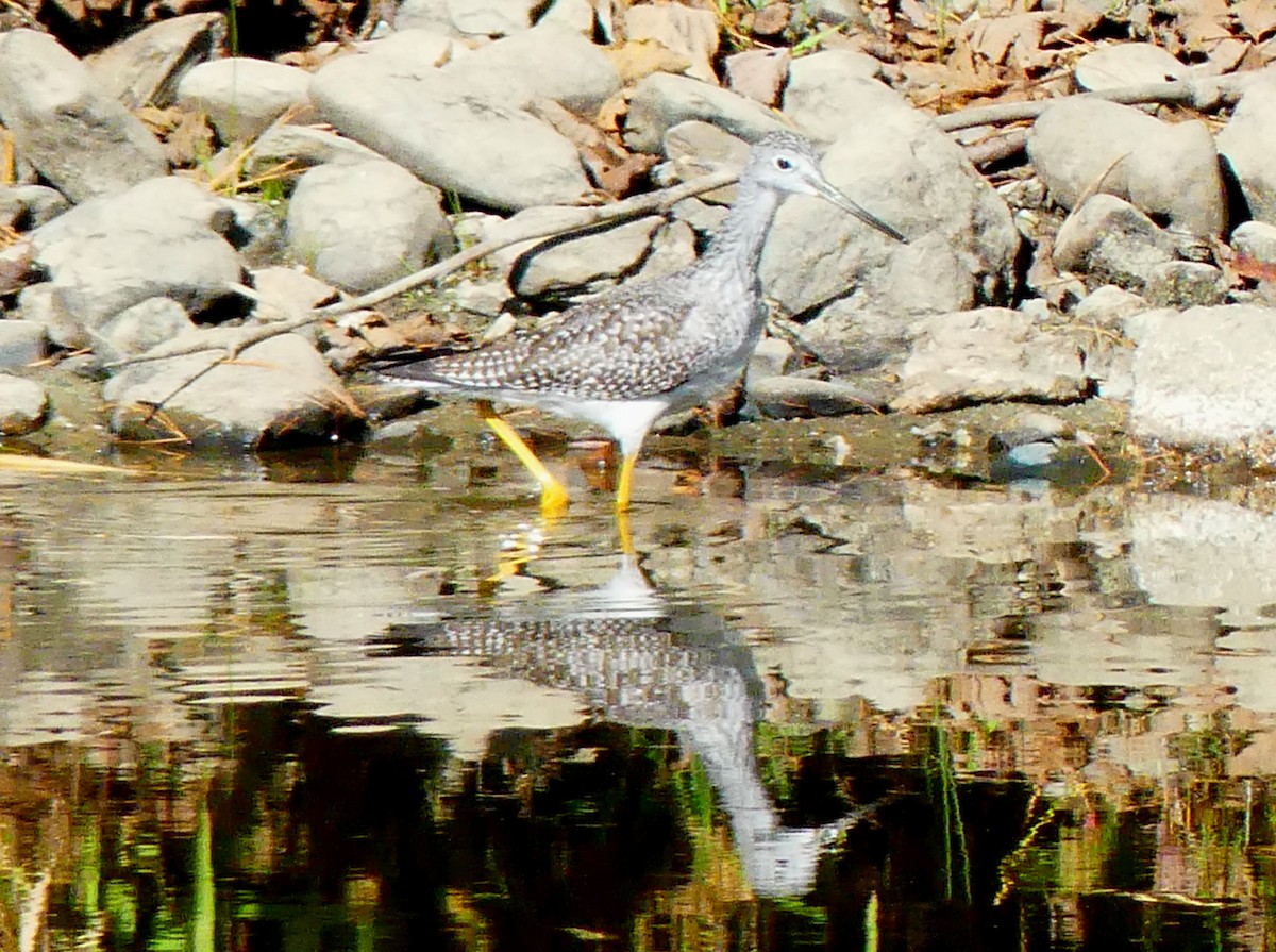 Greater Yellowlegs - ML643047719