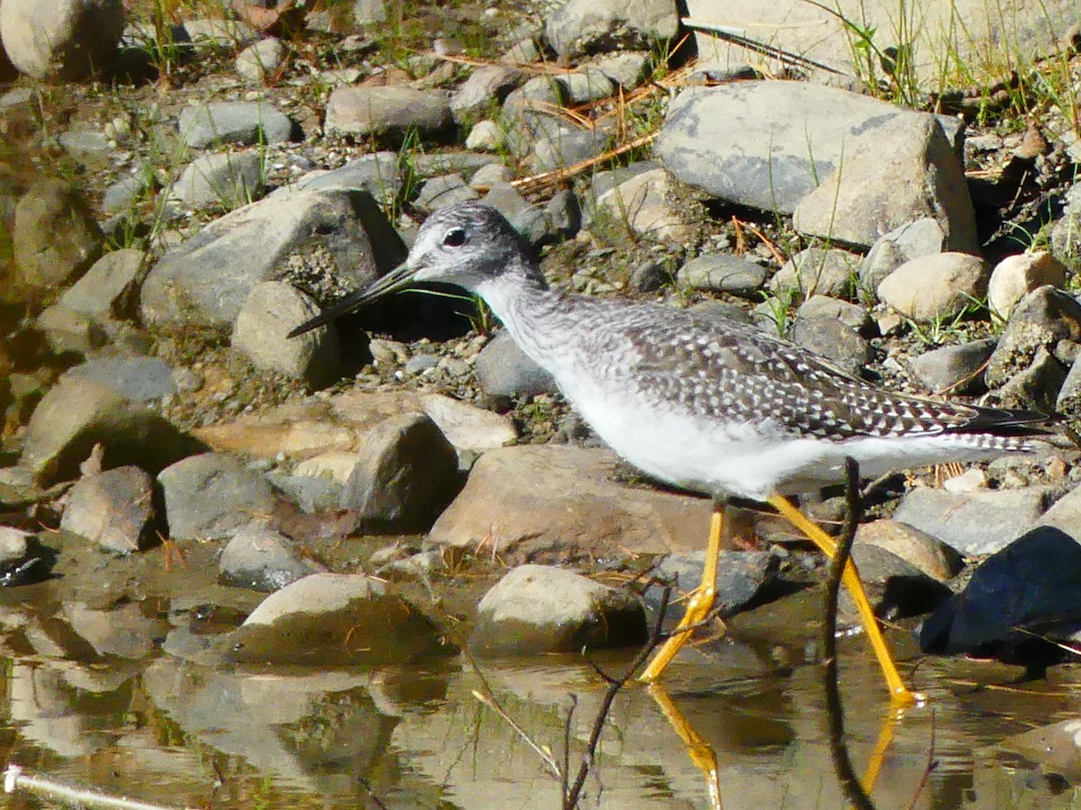 Greater Yellowlegs - ML643047720