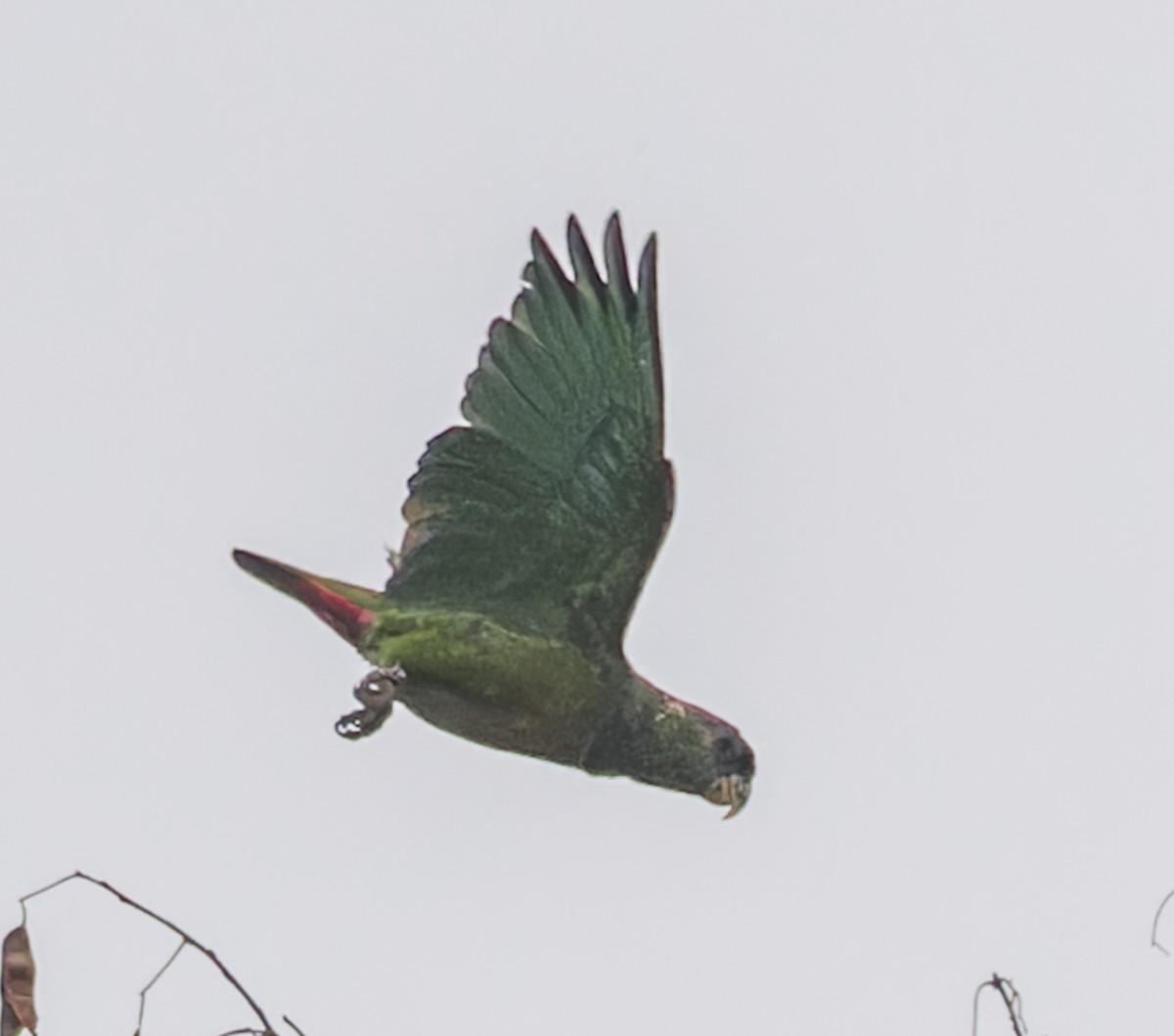 アケボノインコモドキ - ML643047732
