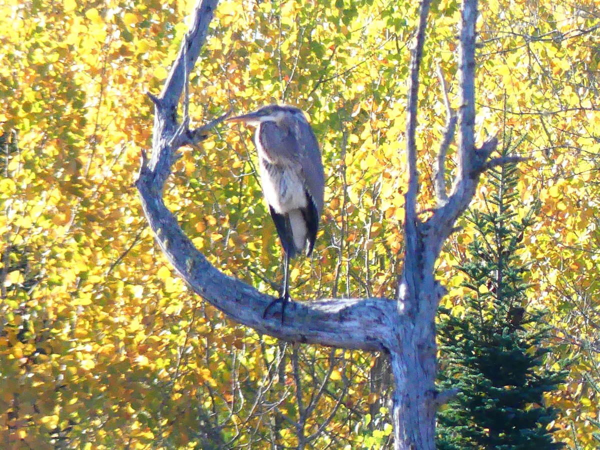 Great Blue Heron - ML643047753