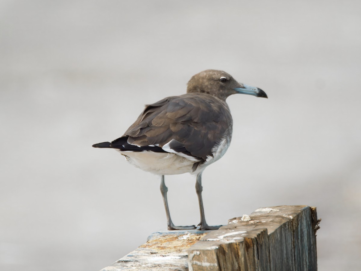 Sooty Gull - ML643047766