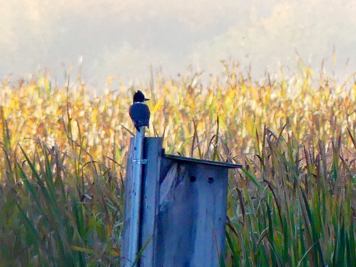 Belted Kingfisher - ML643047767