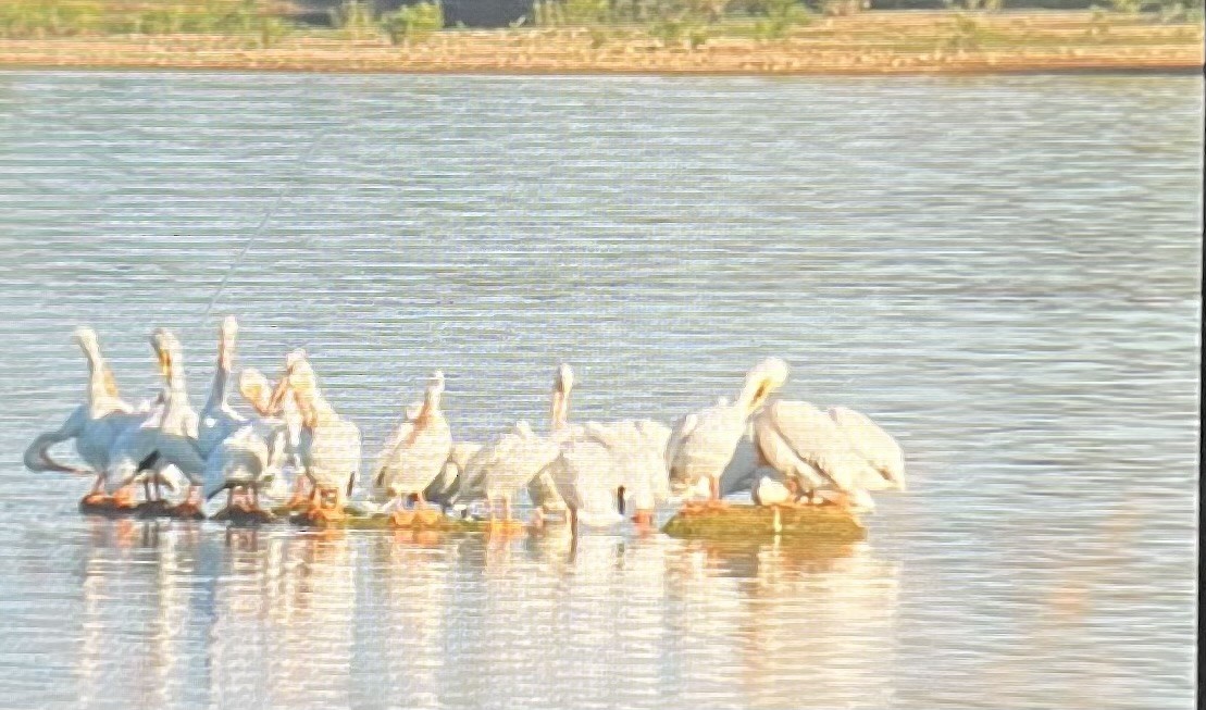 pelikán severoamerický - ML643047776