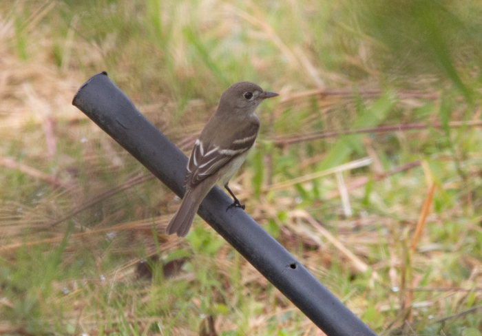 Alder/Willow Flycatcher (Traill's Flycatcher) - ML643047787