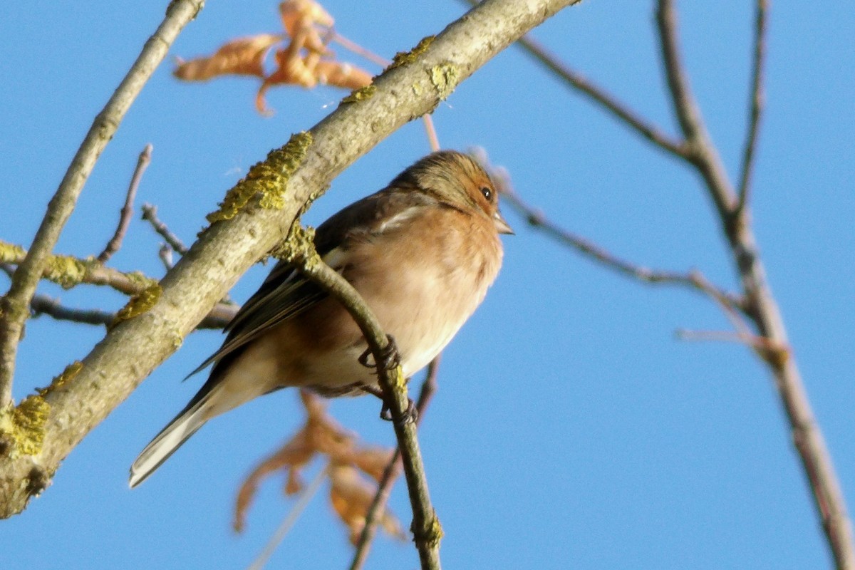 Common Chaffinch - ML643047823