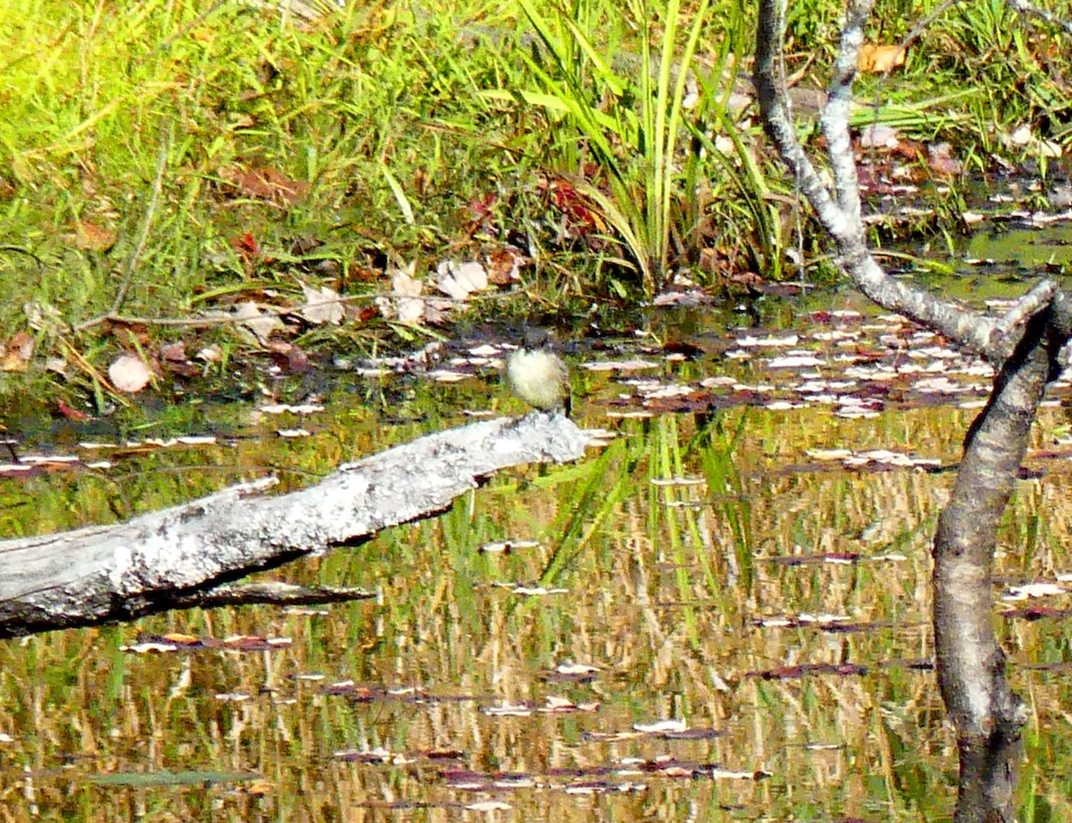 Eastern Phoebe - ML643047824