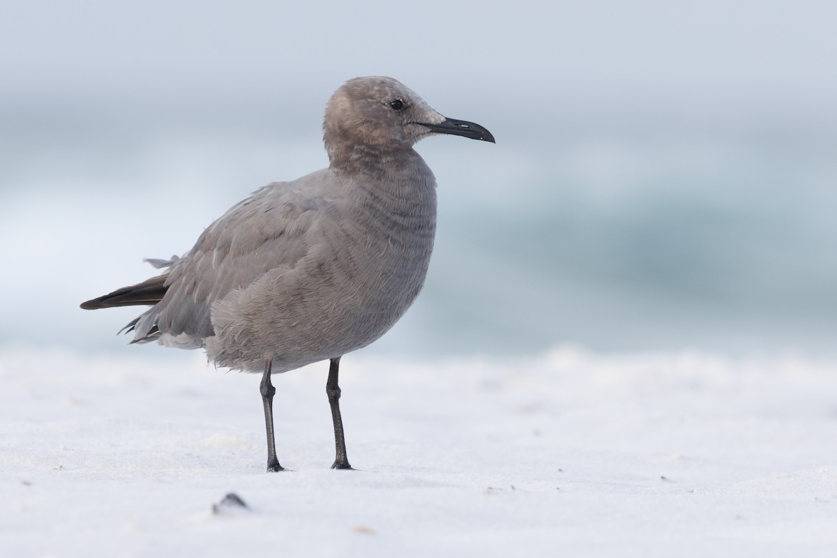 Gray Gull - ML643047829