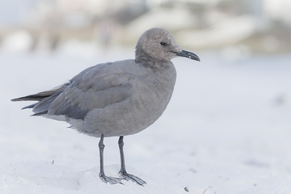 Gray Gull - ML643047830