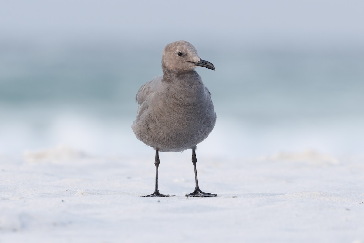 Gray Gull - ML643047831