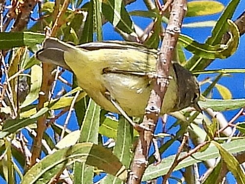 MacGillivray's Warbler - ML643047832