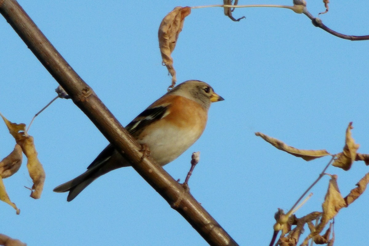 Brambling - ML643047836