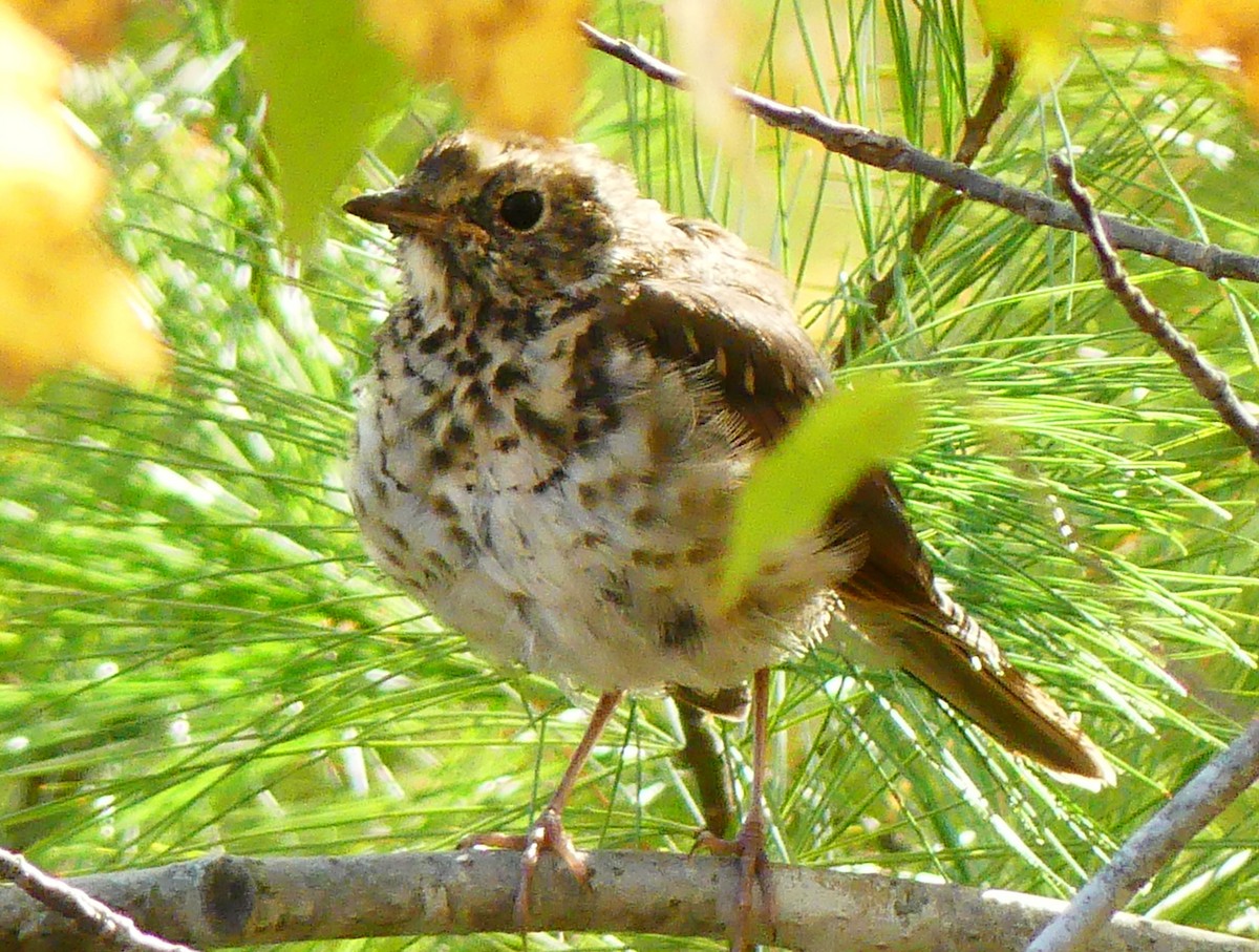 Hermit Thrush - ML643047843