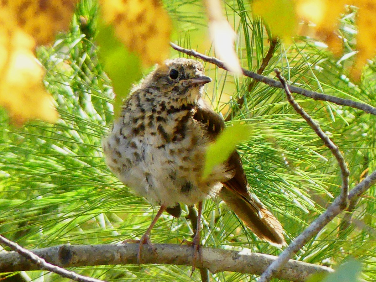 Hermit Thrush - ML643047844