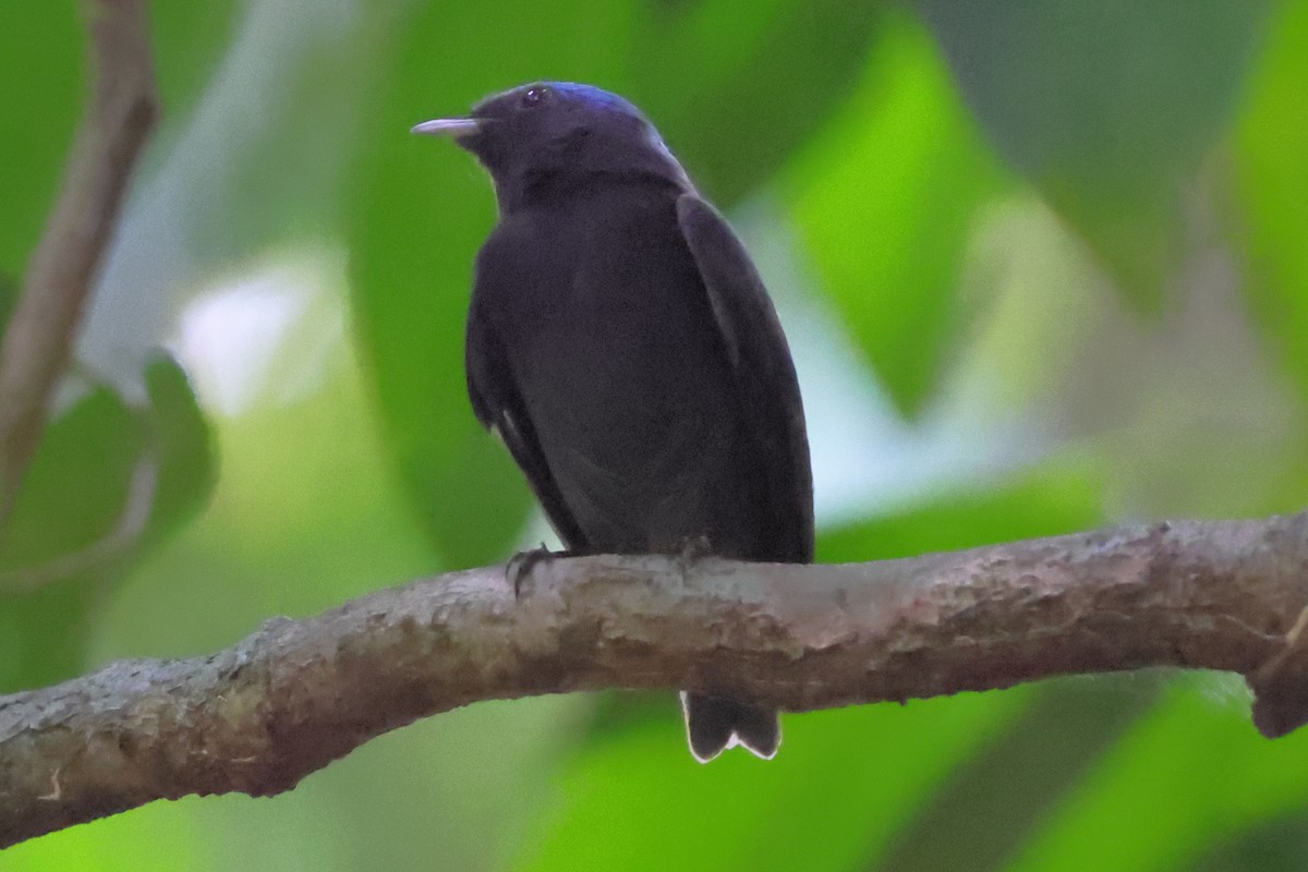 Blue-capped Manakin - ML643047857