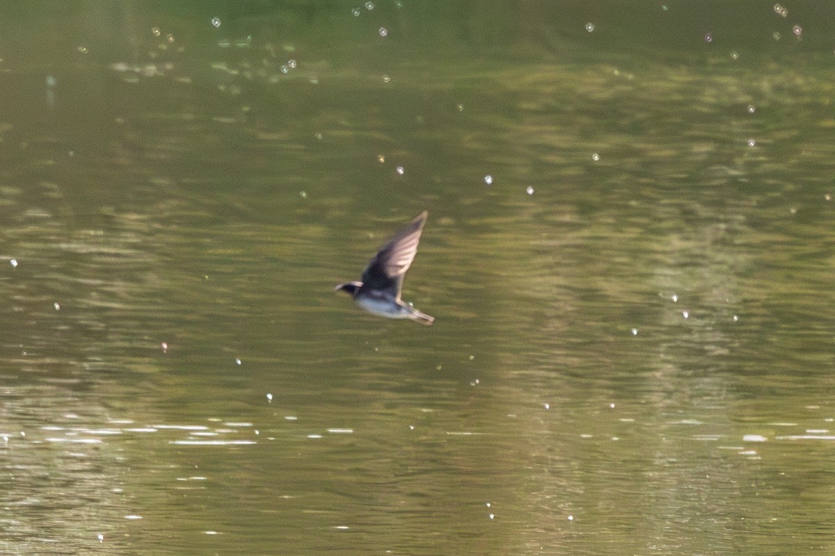 swallow sp. - ML643047861