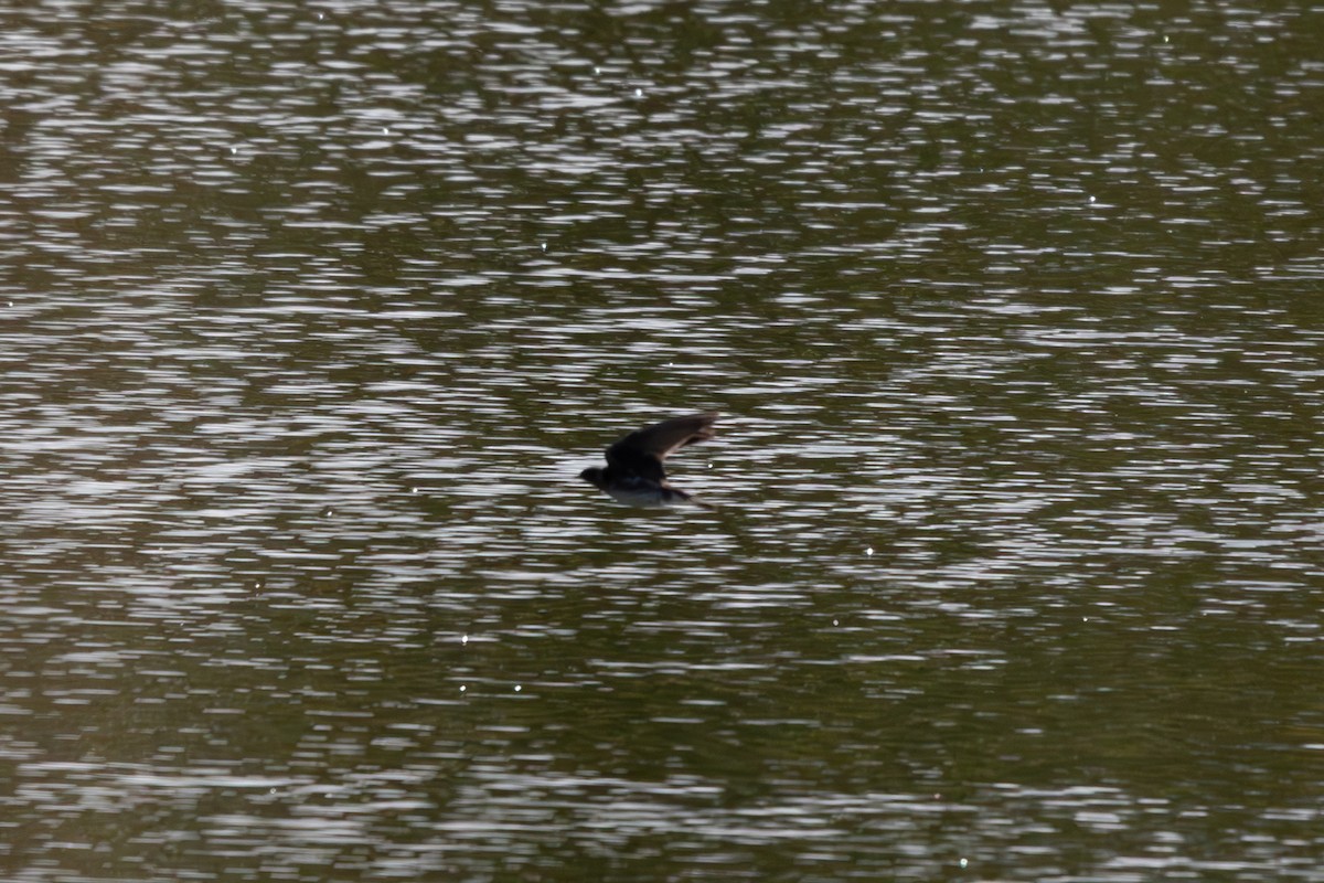 swallow sp. - ML643047863