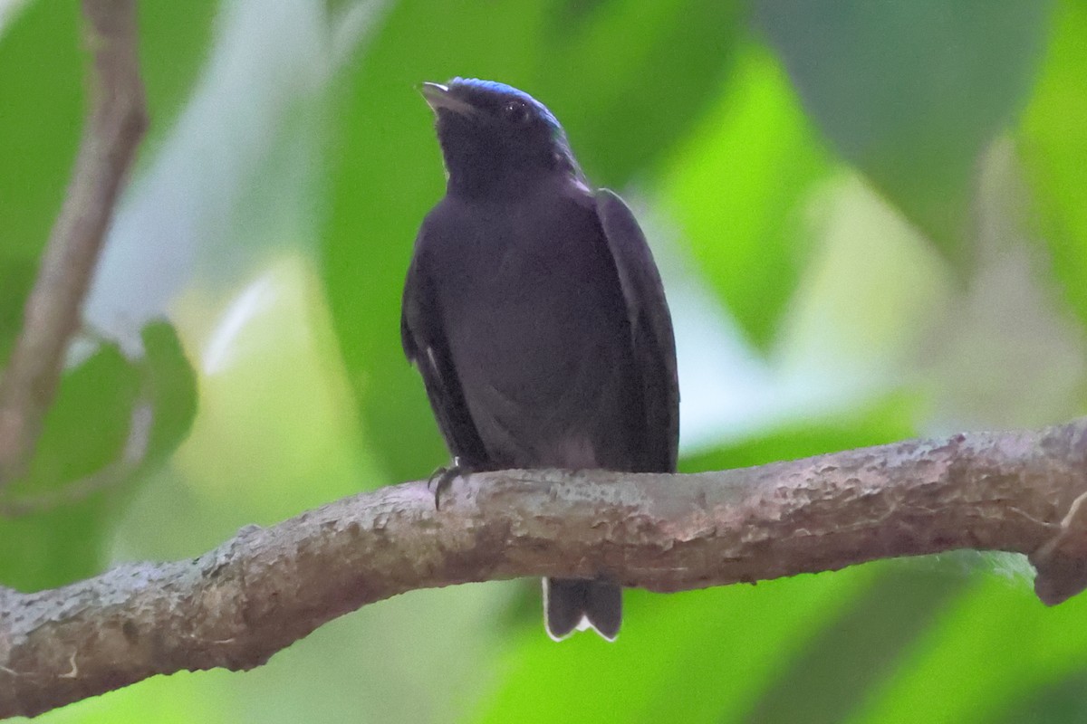 Blue-capped Manakin - ML643047864