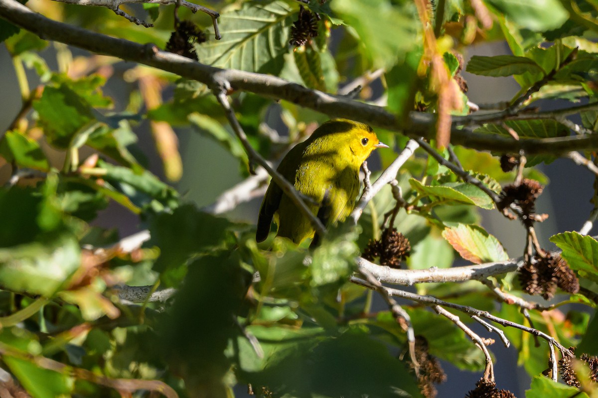 Wilson's Warbler - ML643047866