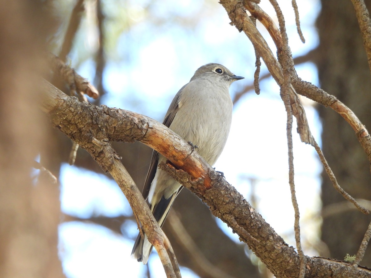 Townsend's Solitaire - ML643047870