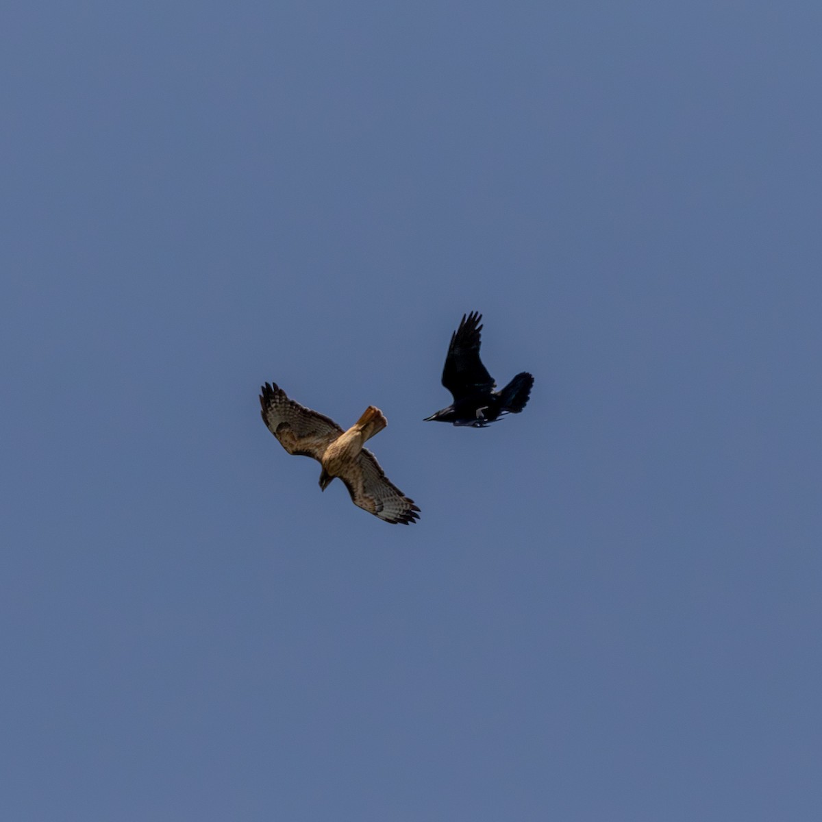 Red-tailed Hawk - ML643047883