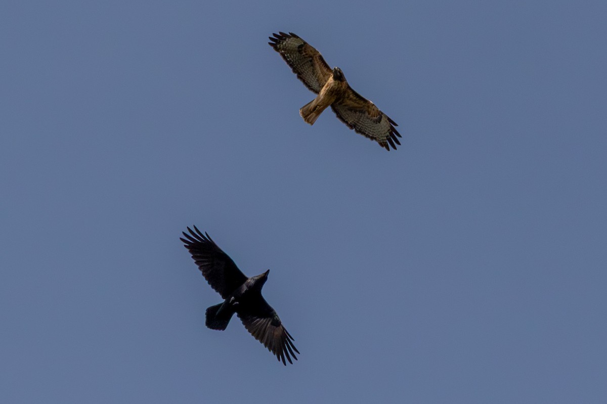 Red-tailed Hawk - ML643047884
