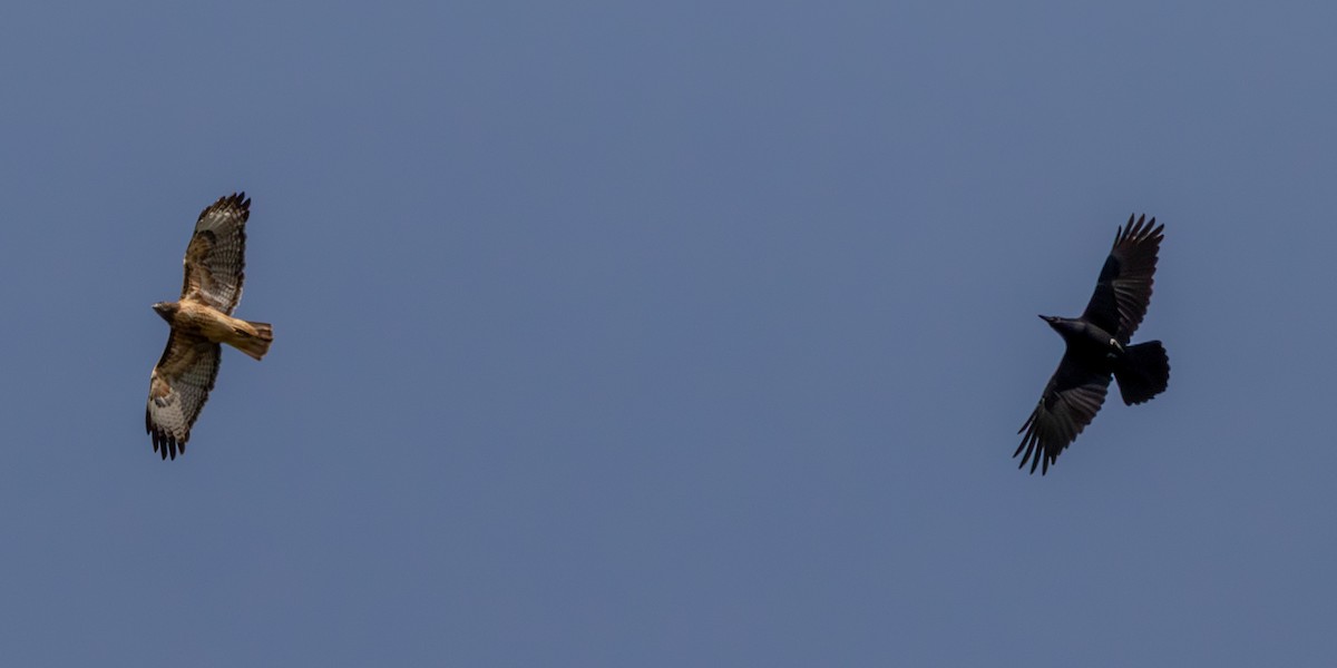 Red-tailed Hawk - ML643047885