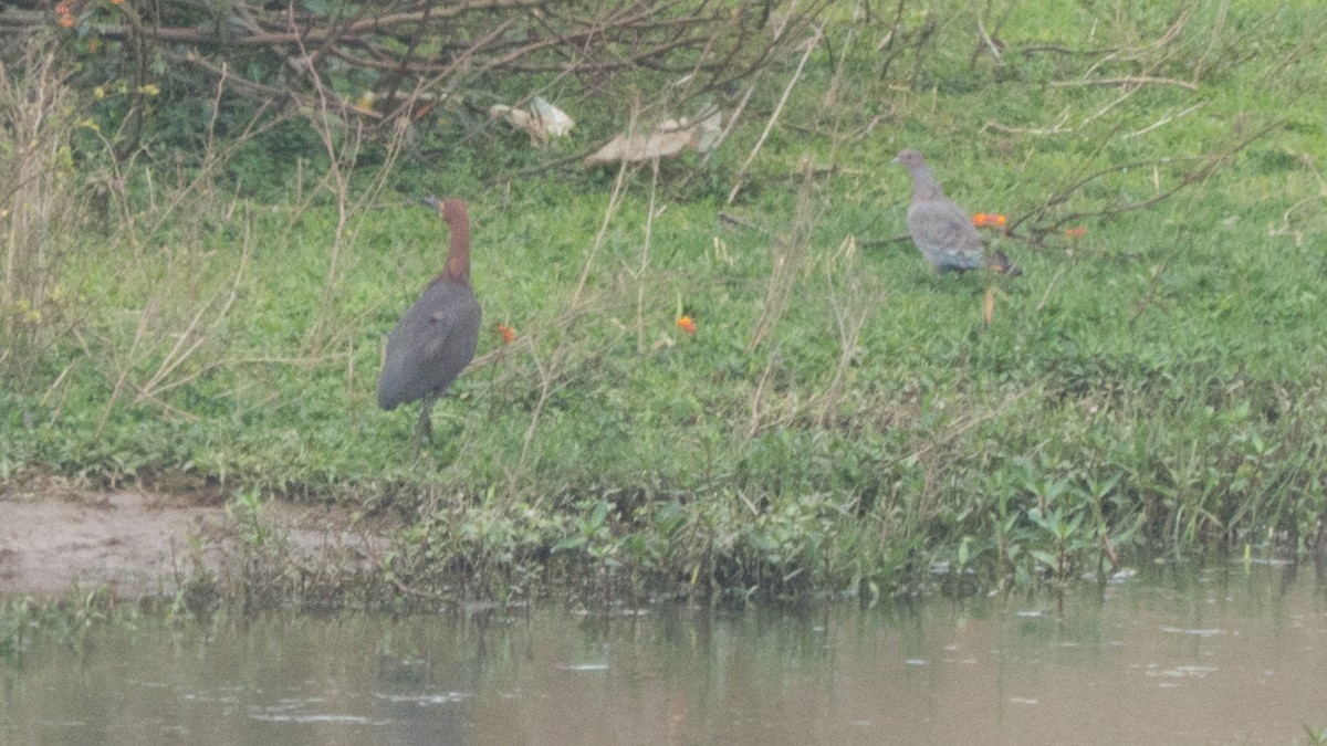 Rufescent Tiger-Heron - ML643047900