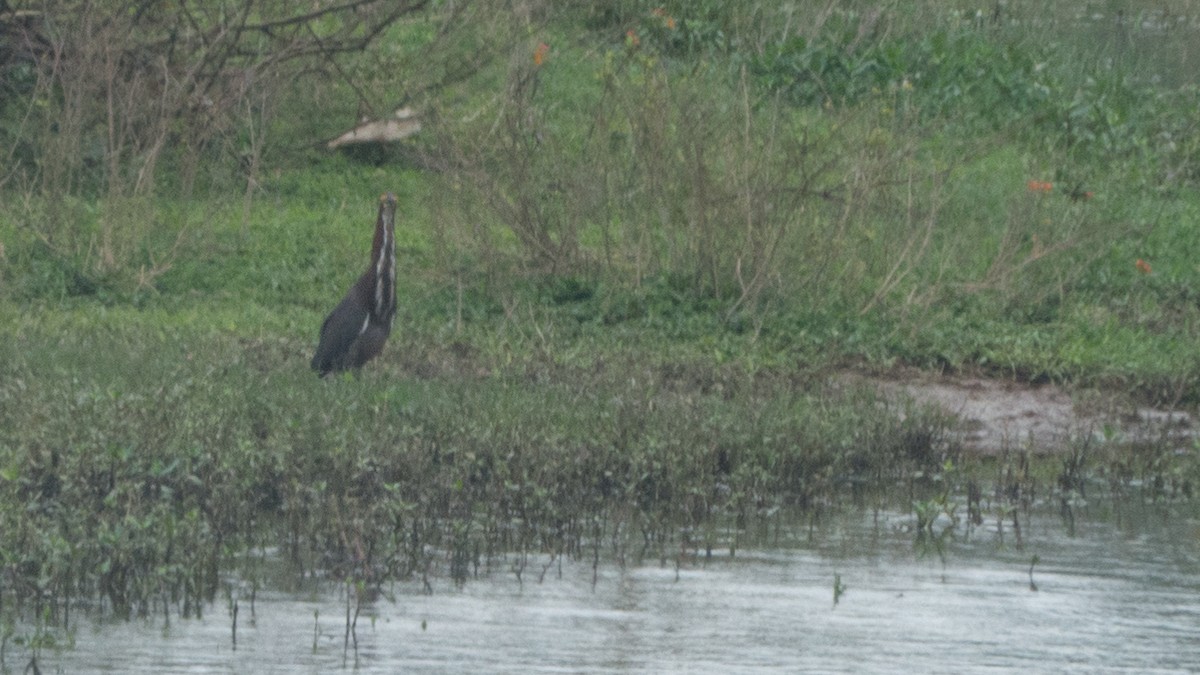 Rufescent Tiger-Heron - ML643047901