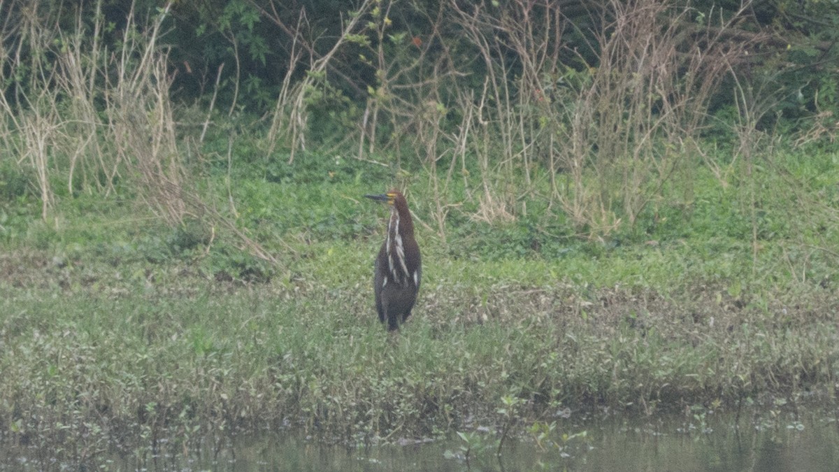 Rufescent Tiger-Heron - ML643047902