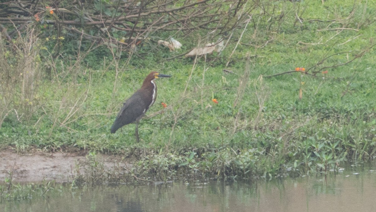 Rufescent Tiger-Heron - ML643047903