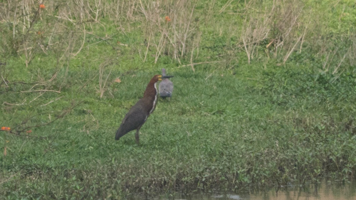 Rufescent Tiger-Heron - ML643047904