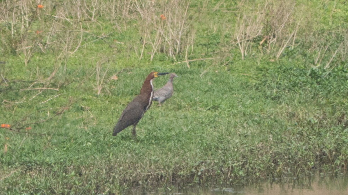 Rufescent Tiger-Heron - ML643047905