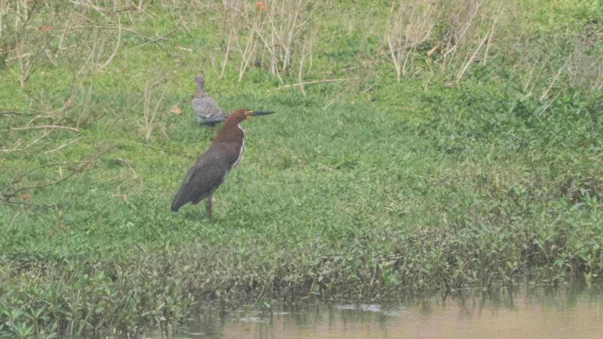 Rufescent Tiger-Heron - ML643047906
