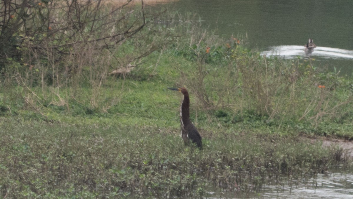 Rufescent Tiger-Heron - ML643047907