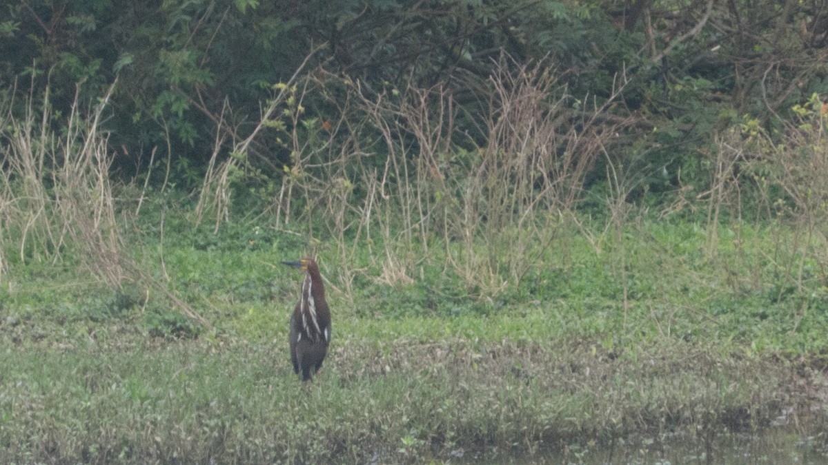 Rufescent Tiger-Heron - ML643047908