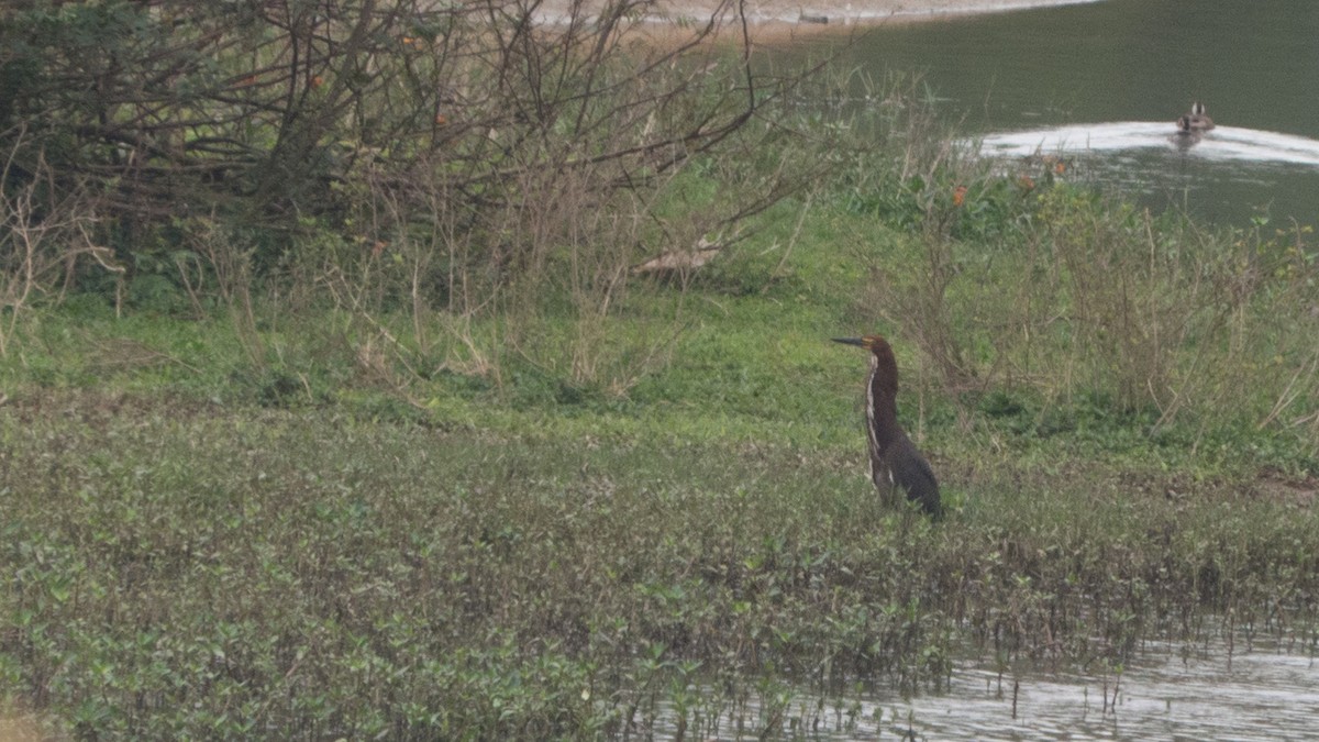 Rufescent Tiger-Heron - ML643047909