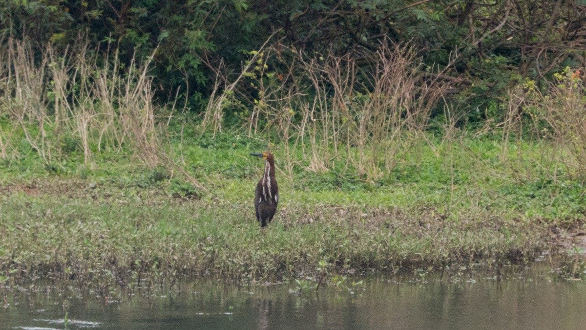 Rufescent Tiger-Heron - ML643047910