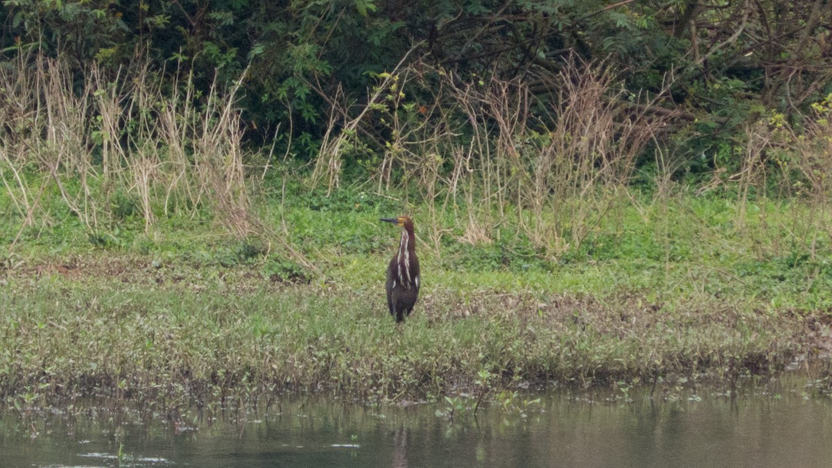 Rufescent Tiger-Heron - ML643047911