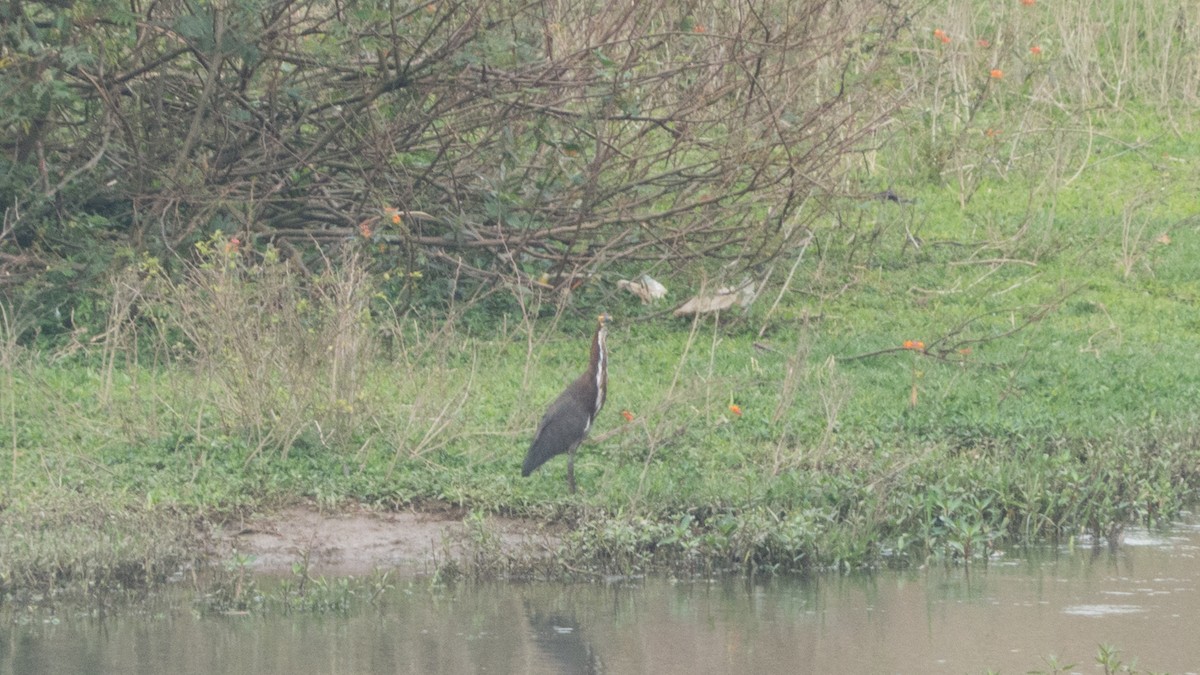Rufescent Tiger-Heron - ML643047912
