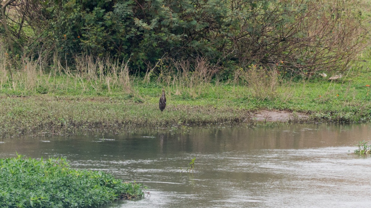 Rufescent Tiger-Heron - ML643047913