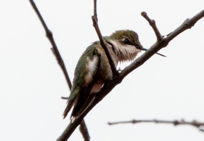 Ruby-throated Hummingbird - ML643047923