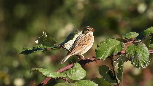 Savannah Sparrow - ML643047934