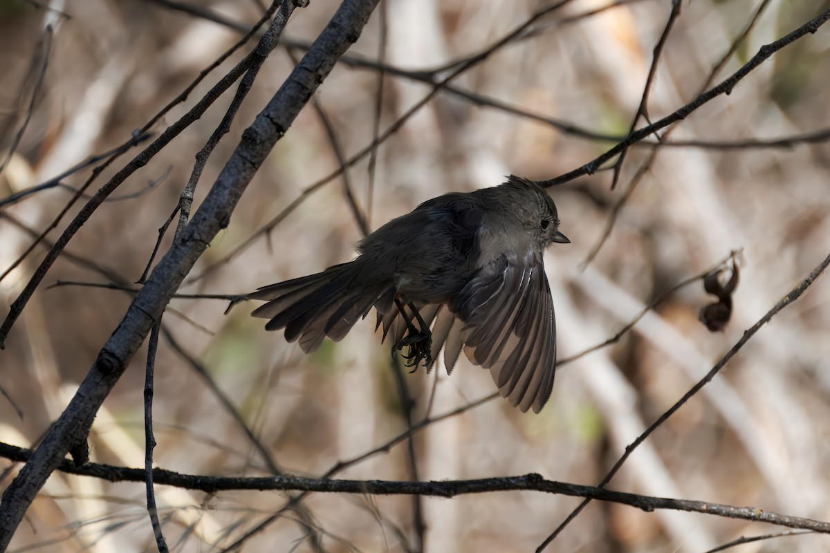 Oak Titmouse - ML643047942