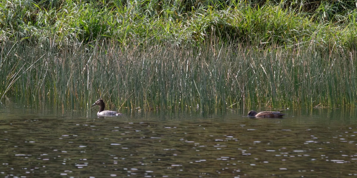 Canvasback - ML643047978