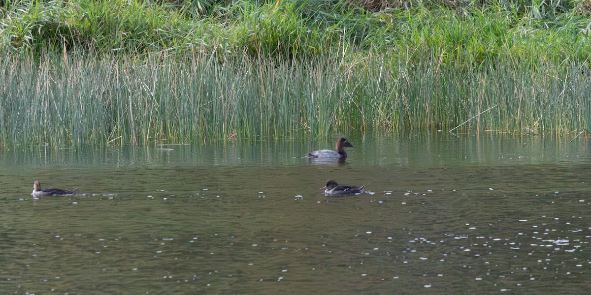 Canvasback - ML643047979