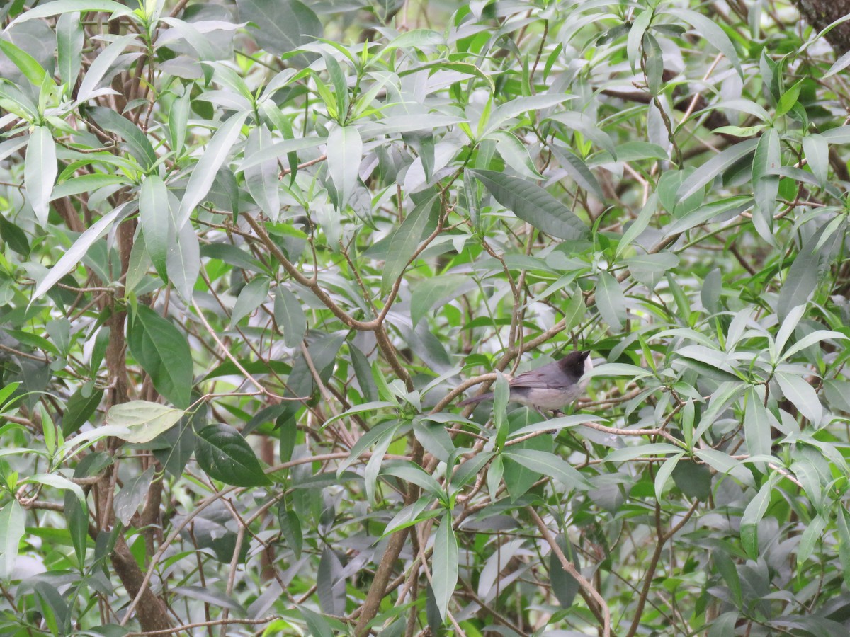 Black-capped Warbling Finch - ML643048012