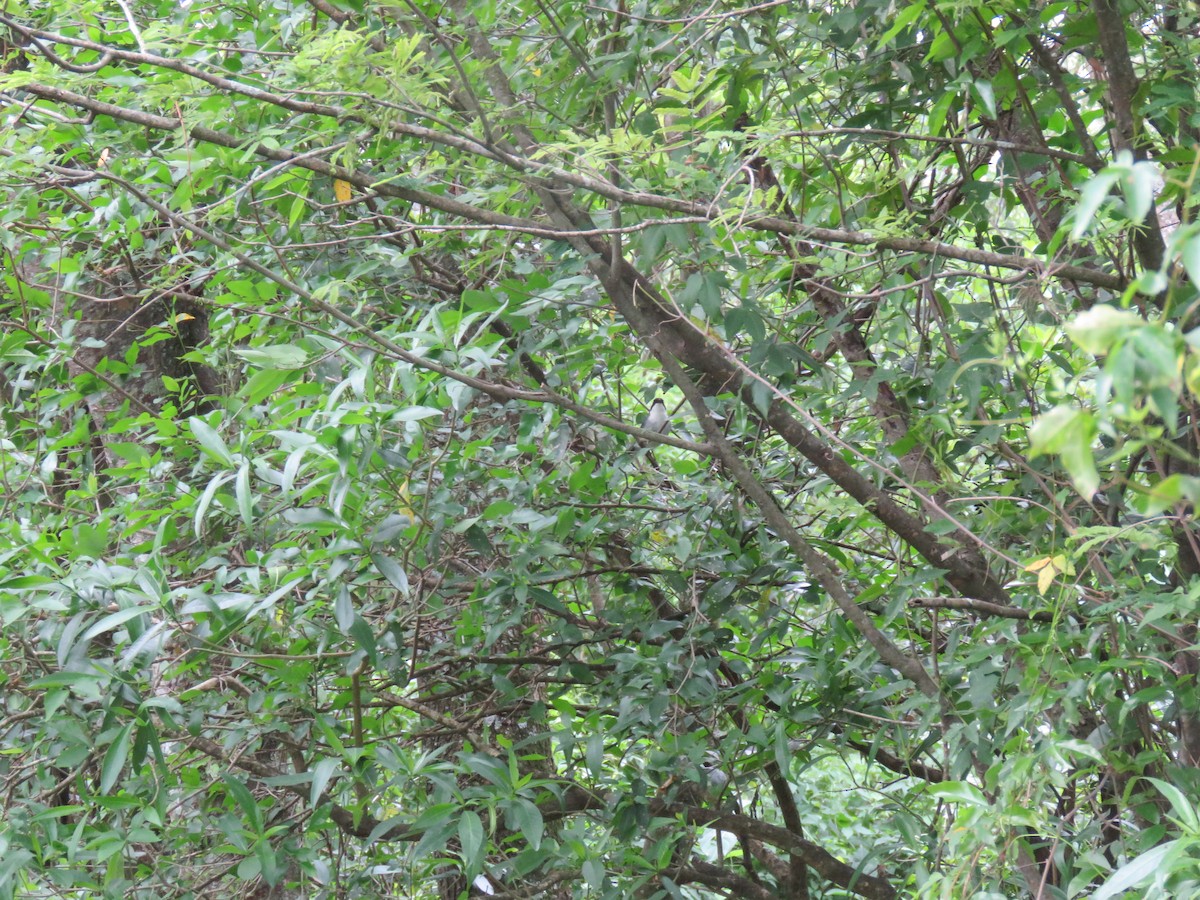 Black-capped Warbling Finch - ML643048013